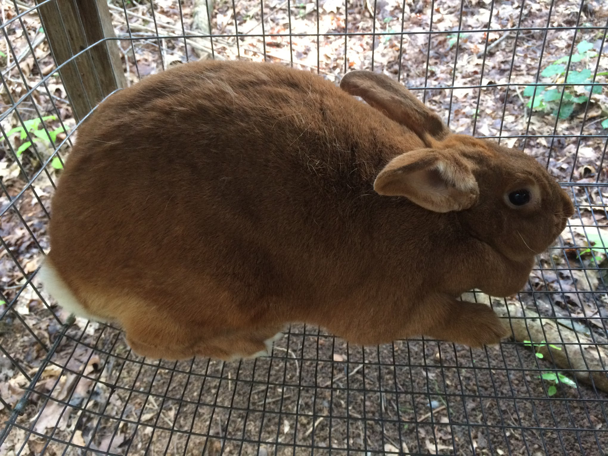 NW Georgia Rabbits | Spring Place GA