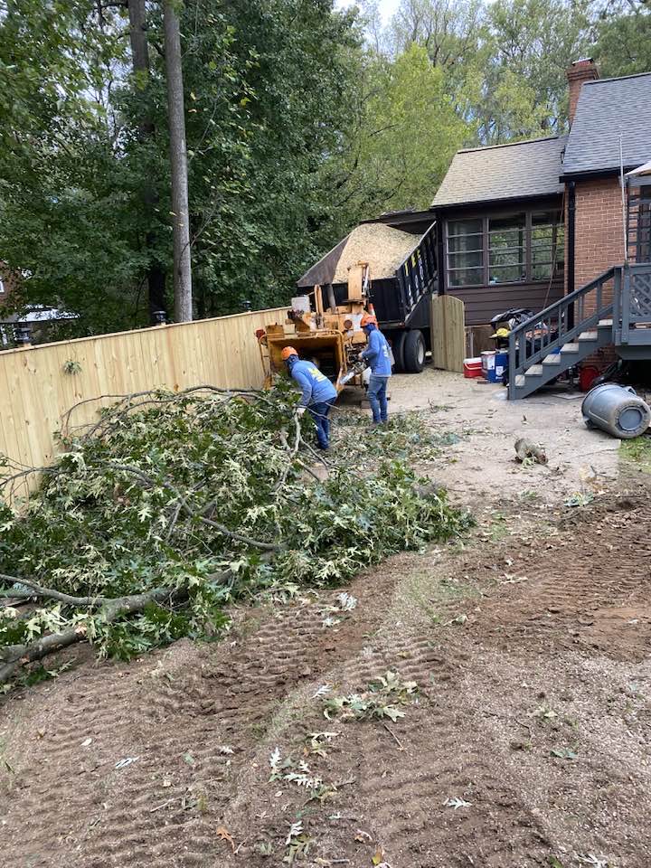 The Best Tree Service | Maryland City MD