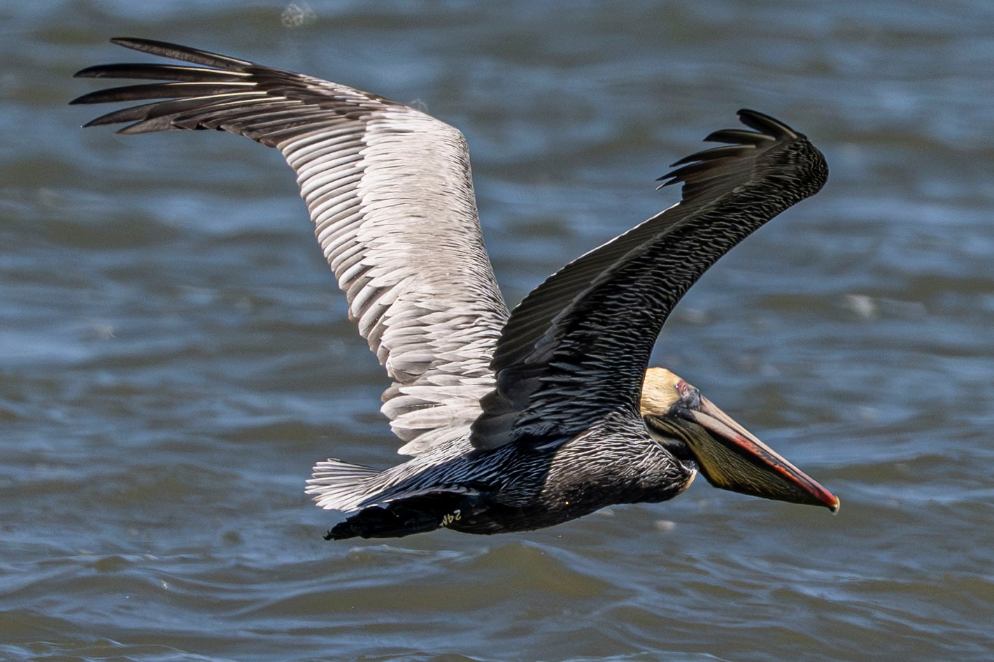 Nikon Z9 photos of fascinating pelicans