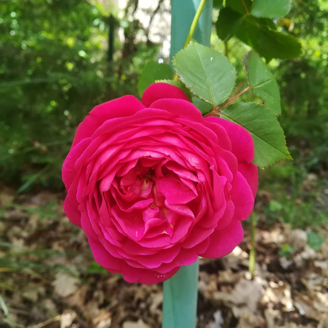 Irène Artiste Astrologue - 🌺 LA BEAUTÉ DE L'ÉPHÉMÈRE 🌺 🌿 Quelle belle ...