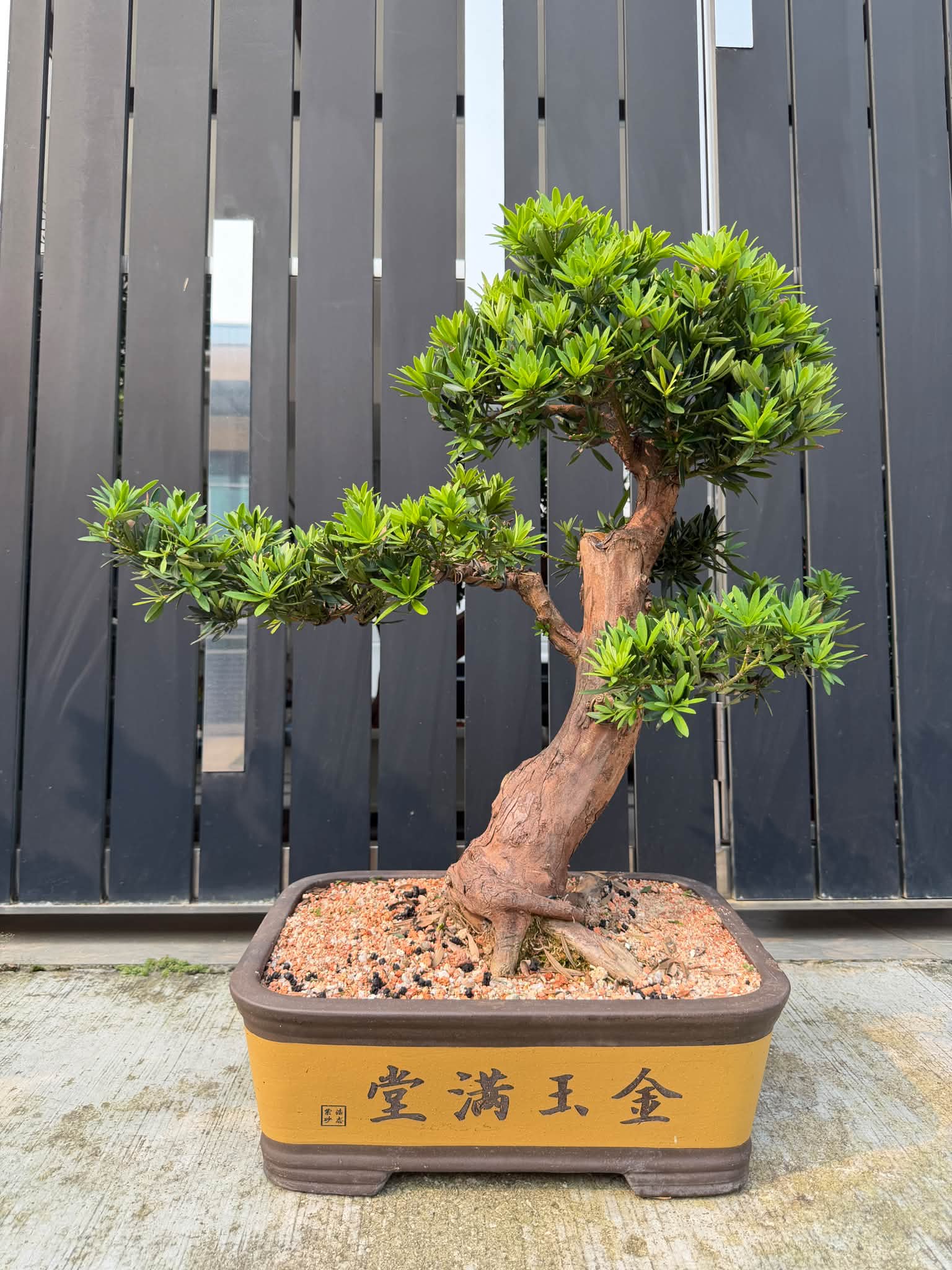 佐野大助#三津山#Daisuke #bonsaipots #日本盆鉢美術品
