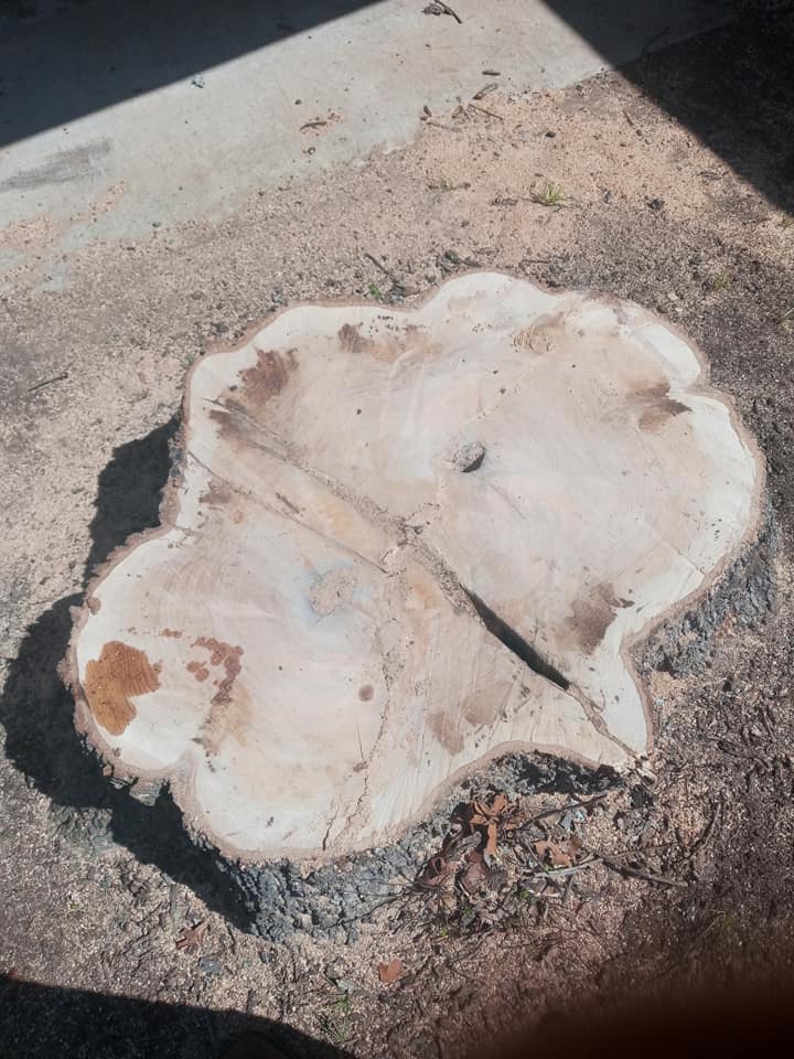Blue Ox Tree Timber & Construction
