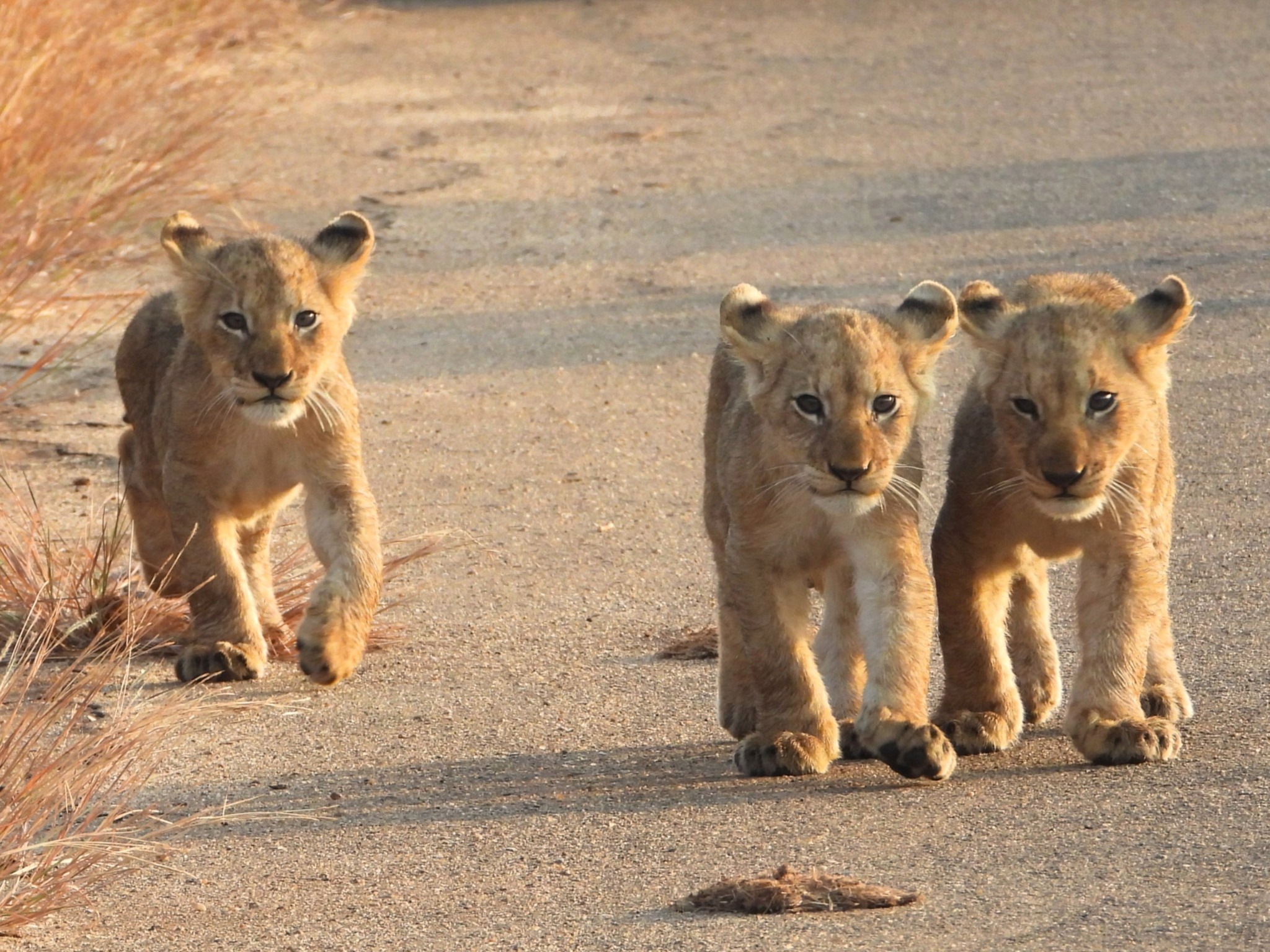 Kruger Uncapped | Beautiful small lion cubs following Mom on the H-10 ...