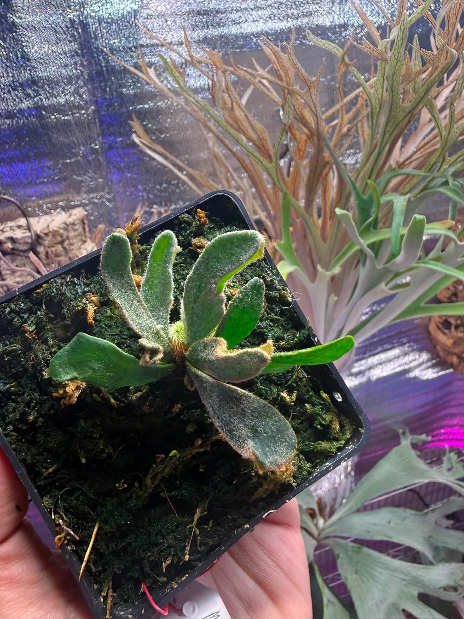 Unicorn x kingfisher x Bambi mix spore From Tonkla 6500含運
