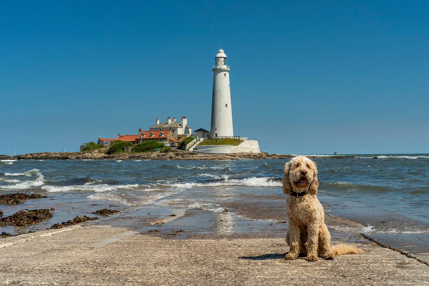 The Adventures of Mr Brodie... - Brodie the Cockapoo