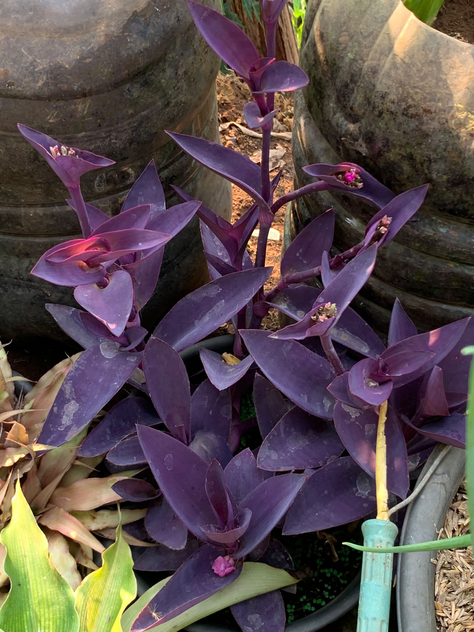 Tradescantia pallida 'Kartuz Giant' ('Biltmore Bimbo') 💜