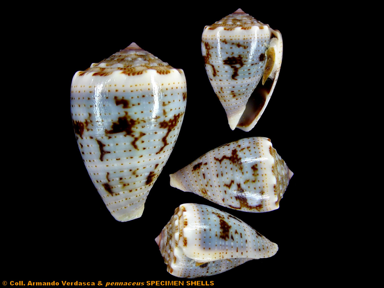Darioconus auricomus, mm.47+ by divers at about 20 mt.depth from