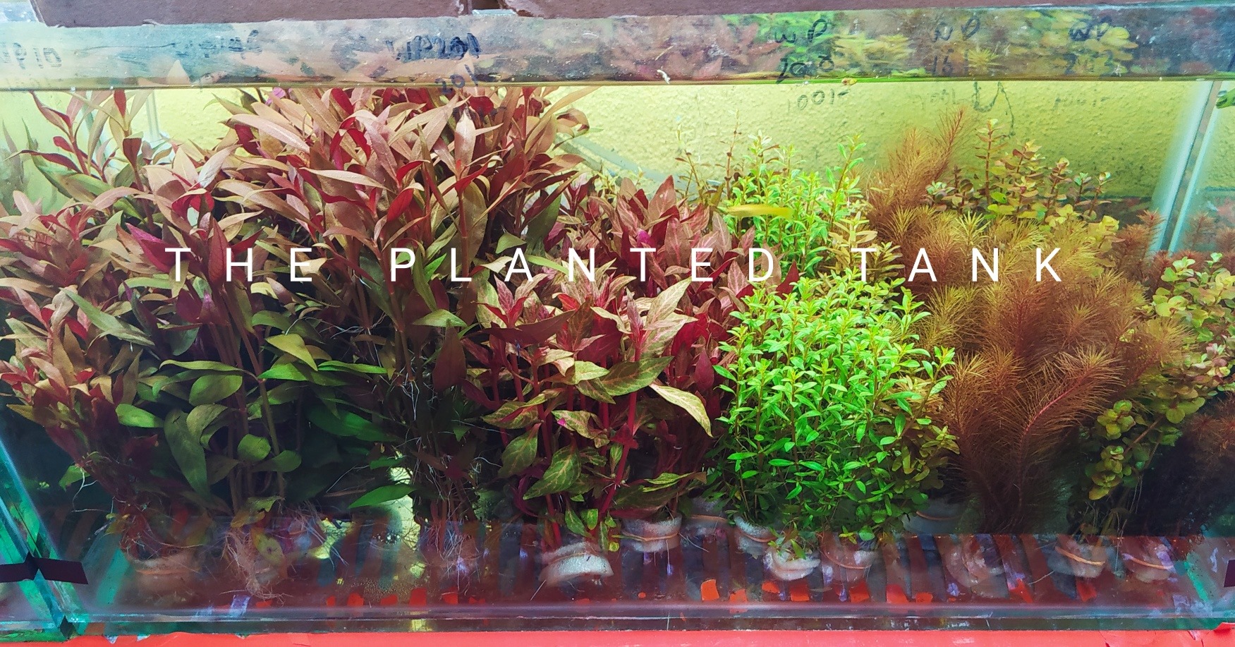 The Planted Tank | Gampaha