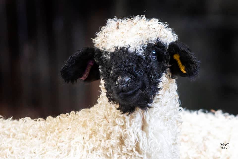 Valais Blacknose Sheep Eyes
