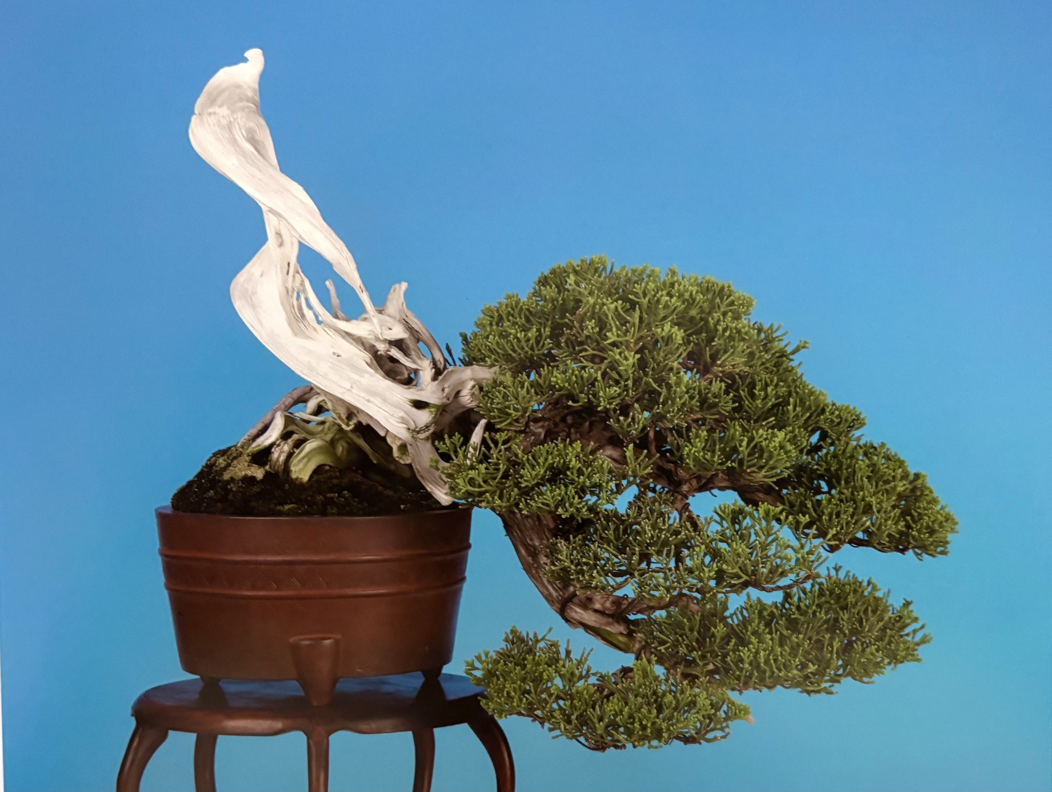 Inspiration from Zeko Nakamura's Mini Bonsai: Kaido-zakura Cherry