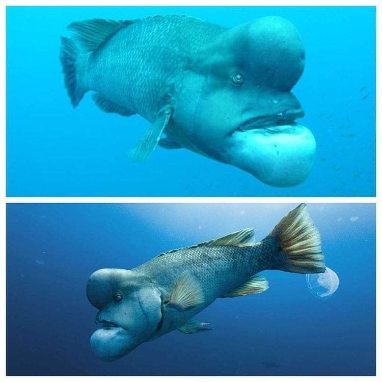 日本のベラ大図鑑 Wrasses in Japan 日本のベラ大図鑑 Wrasses in