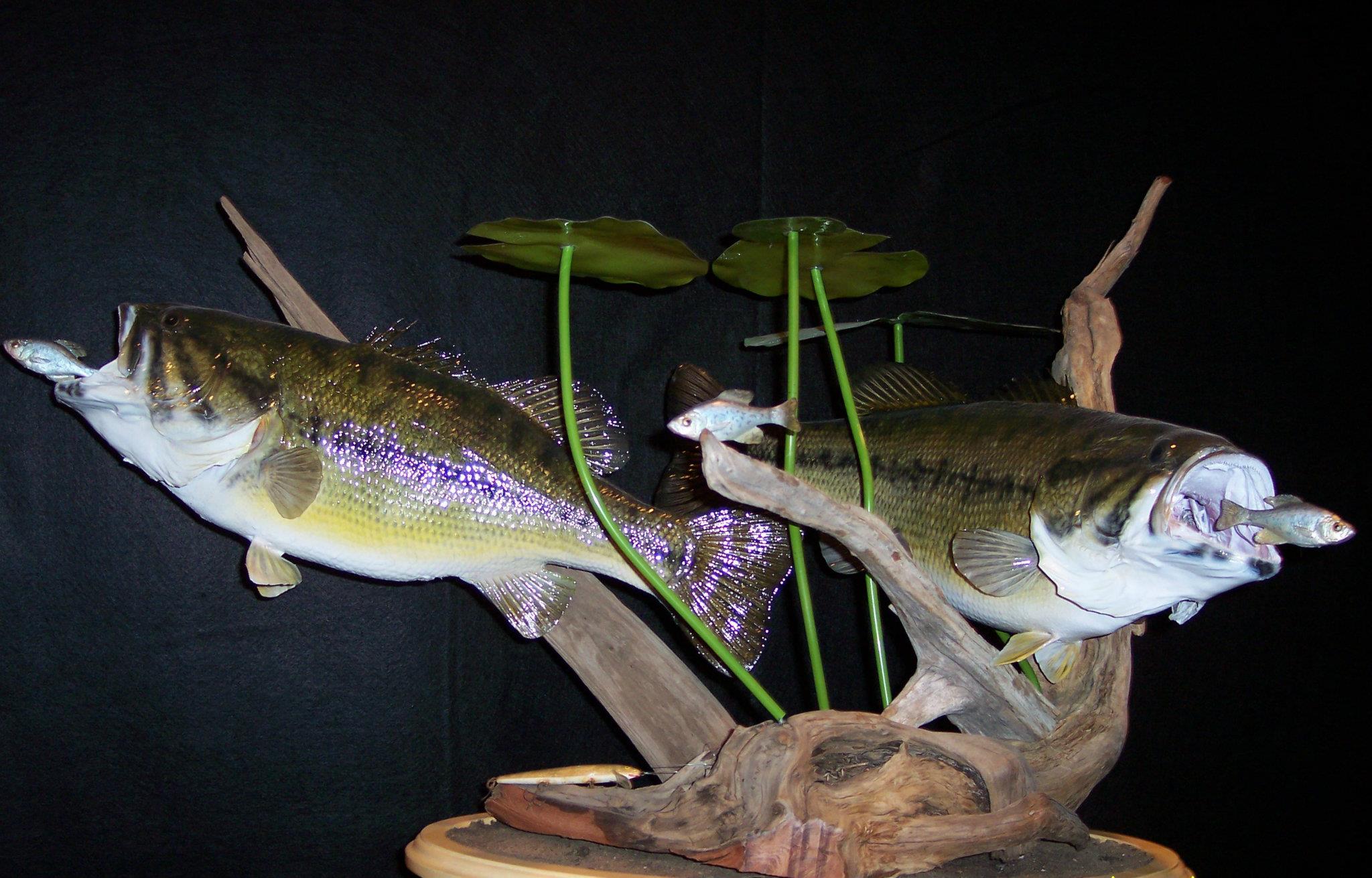 Animal Arts Taxidermy | Plover WI