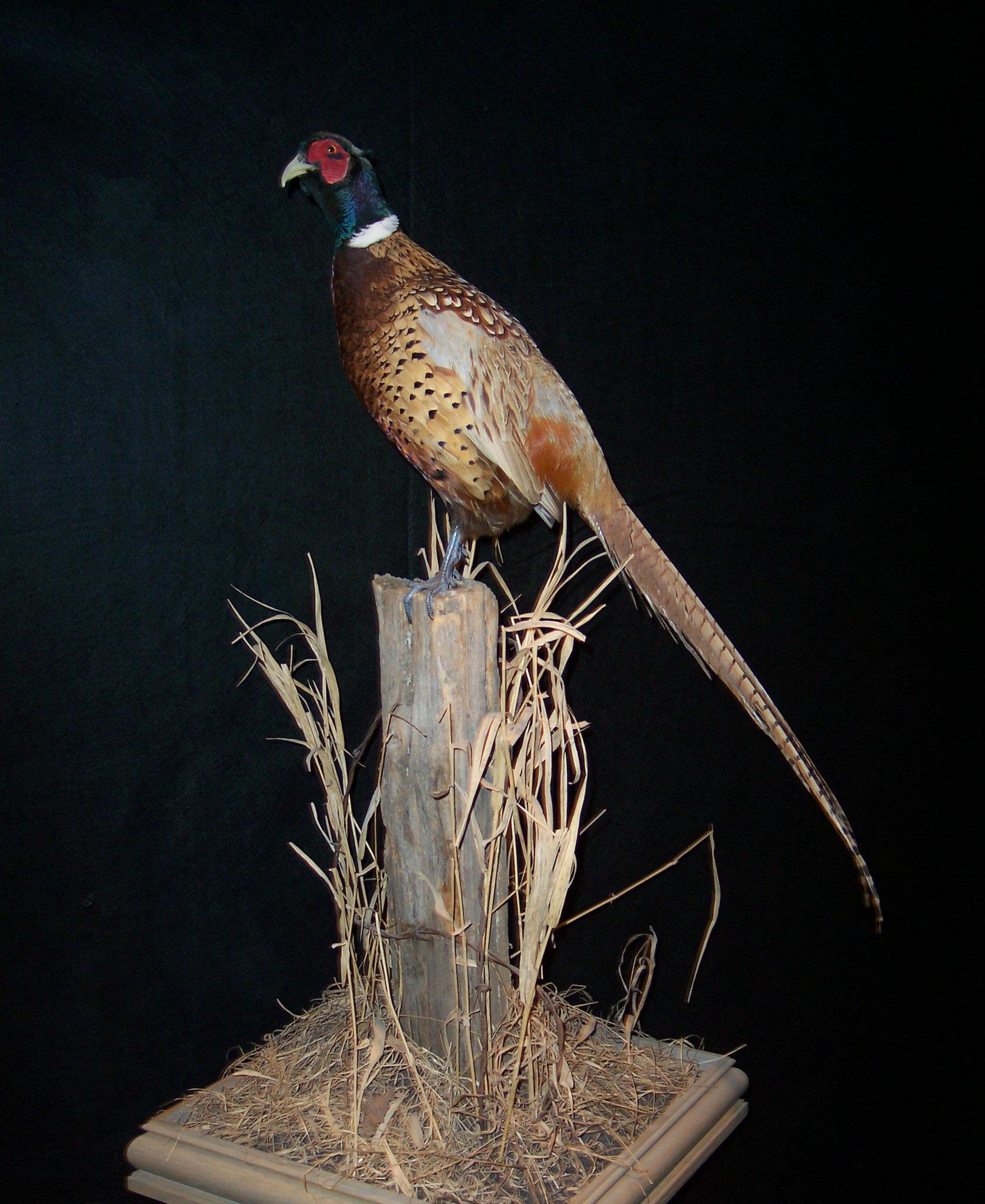 Animal Arts Taxidermy | Plover WI