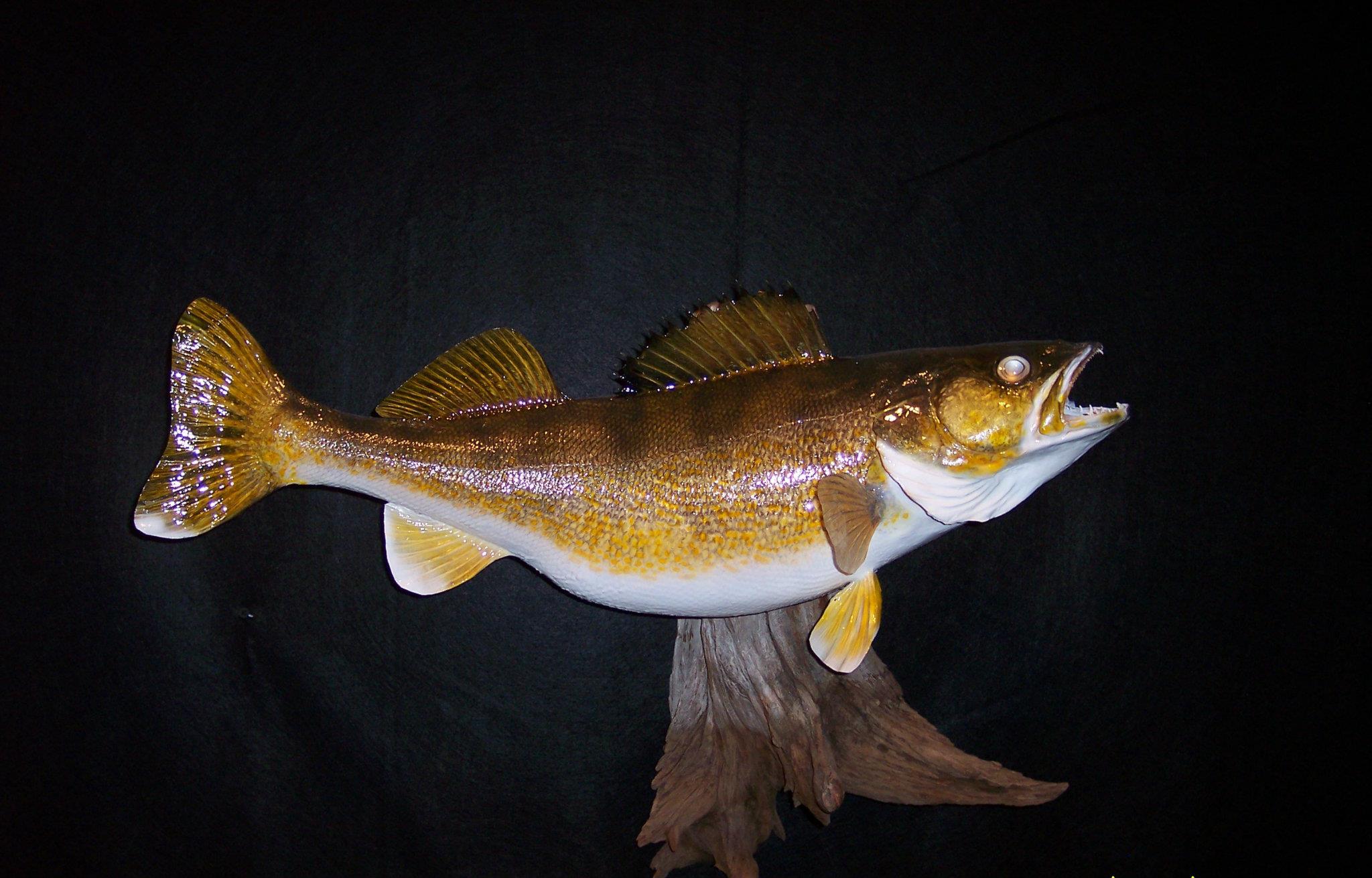 Animal Arts Taxidermy | Plover WI