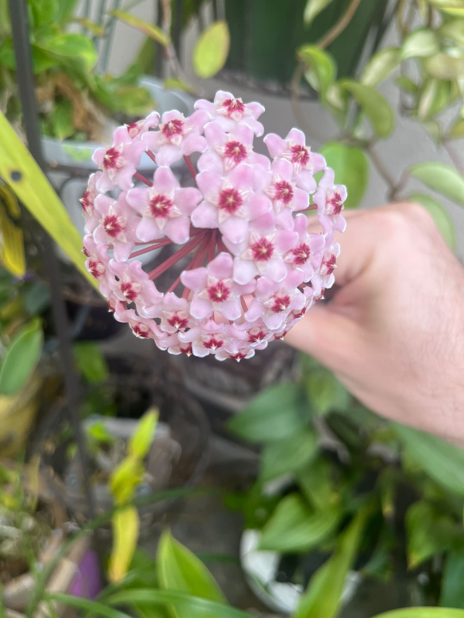 Hoya manipurensis variegated new member hoya in my garden