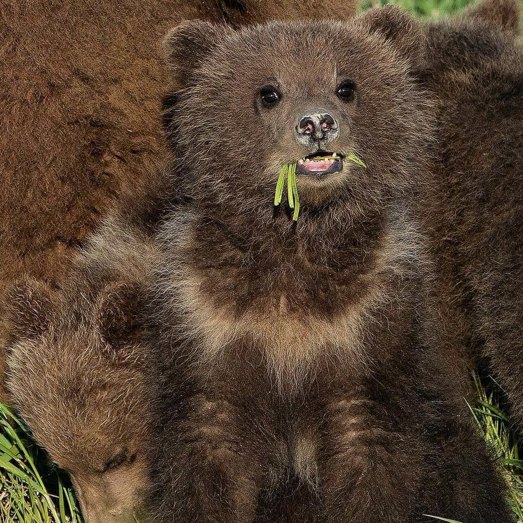Grizzly Bear Eating Berries