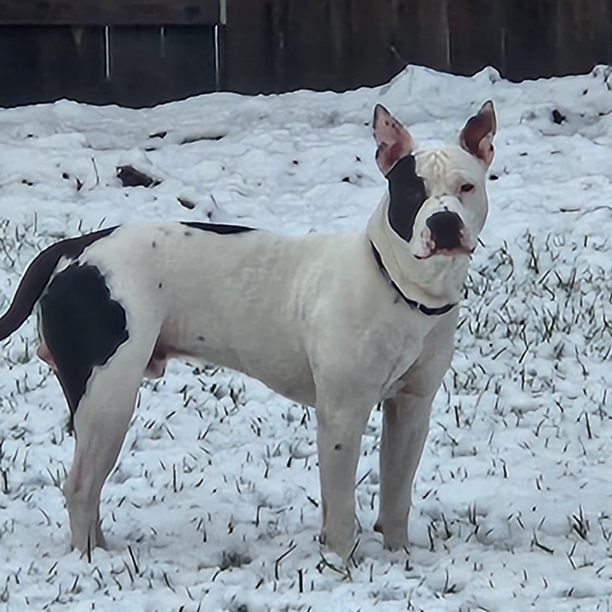 Parson Russell Terrier | Hi everyone, today I joined your group | Facebook