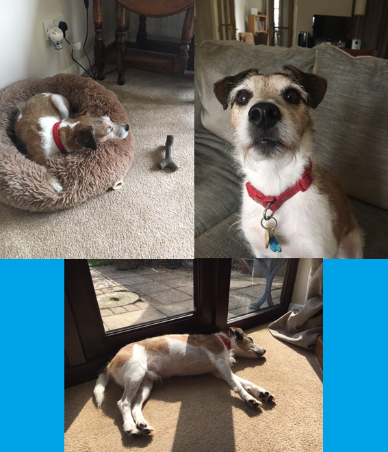 Blue Cross Suffolk Rehoming Centre Home Facebook