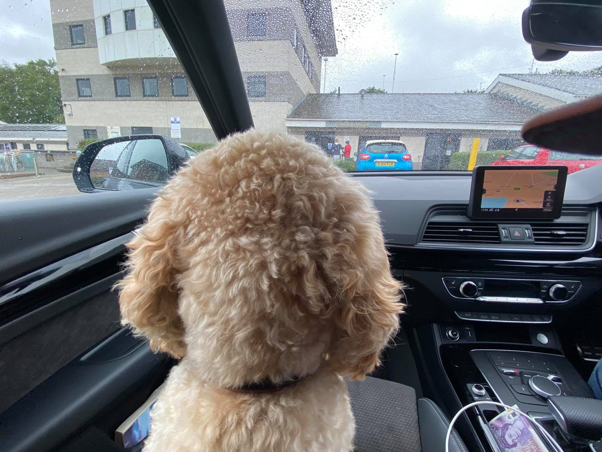 The adventures of Mr Brodie Pretty... - Brodie the Cockapoo