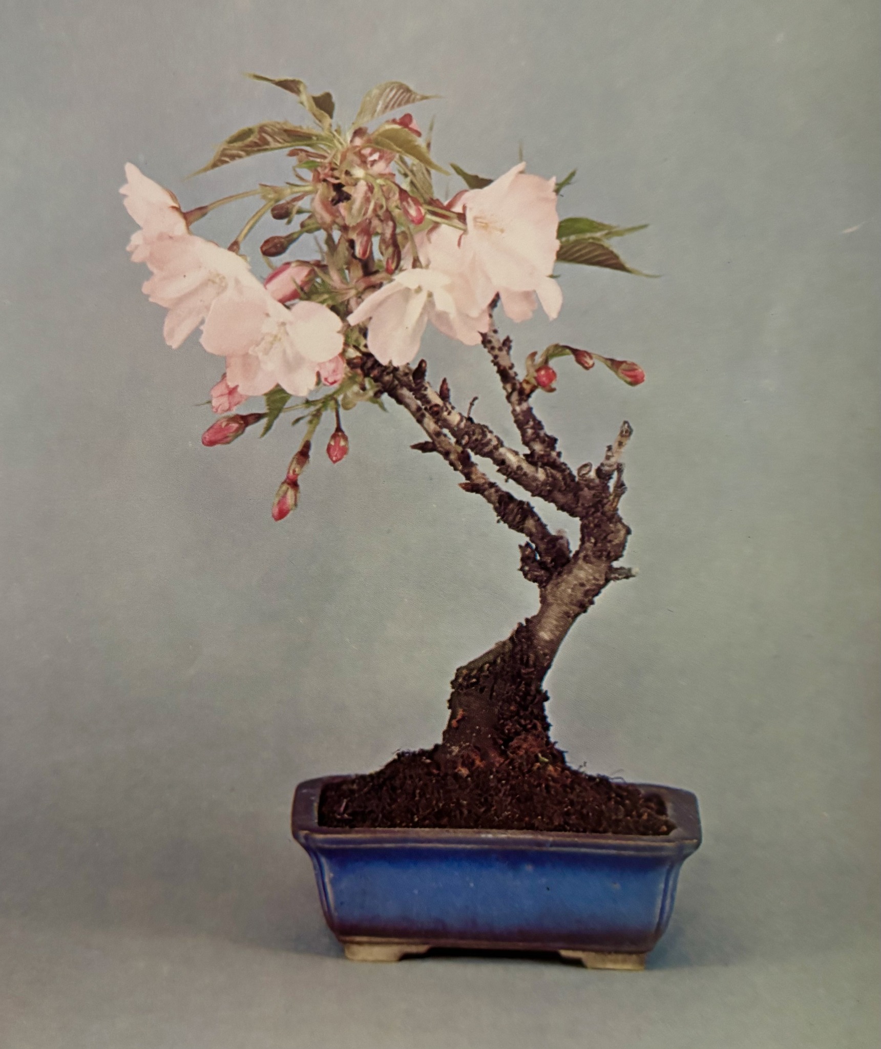 Inspiration from Zeko Nakamura's Mini Bonsai: Kaido-zakura Cherry
