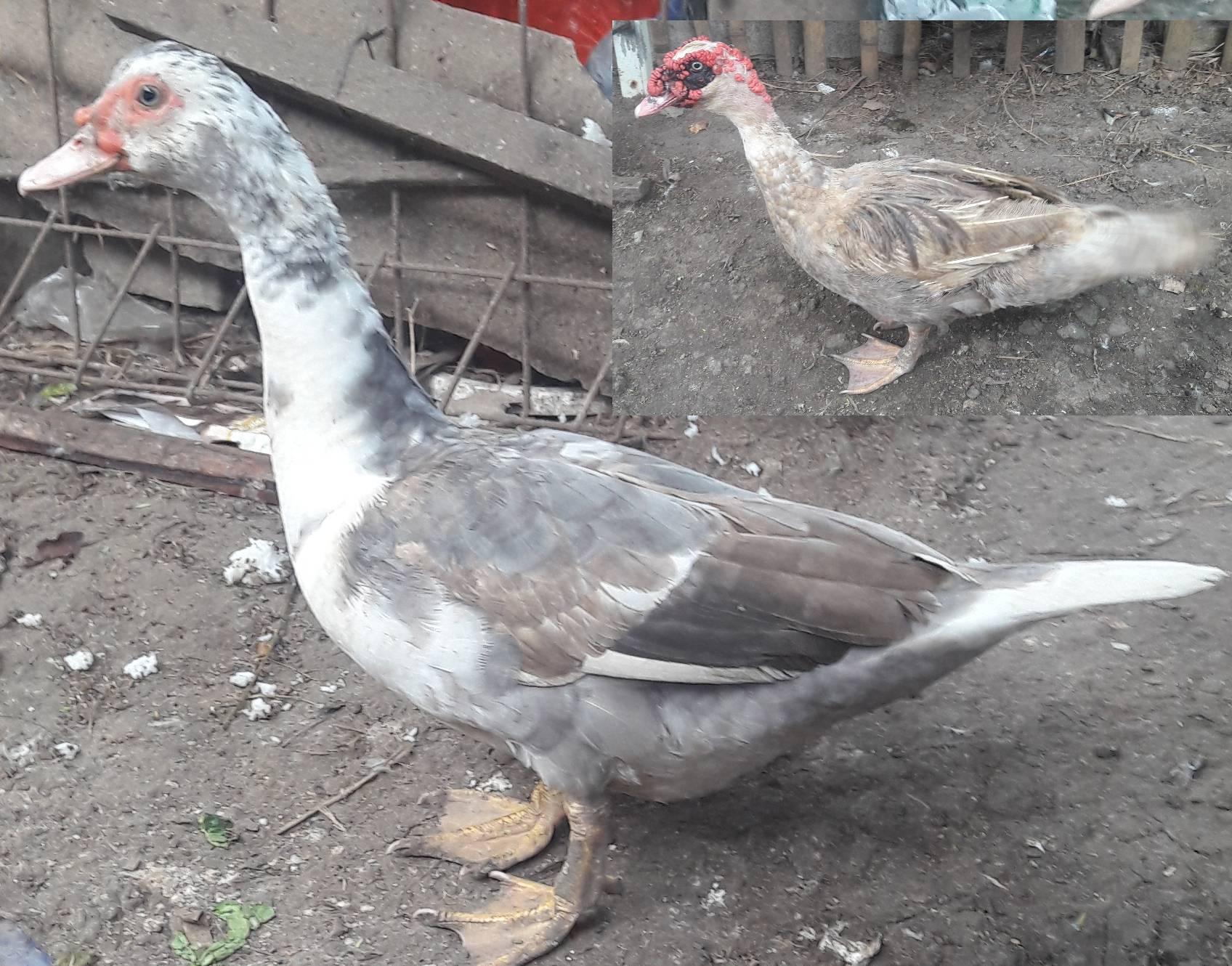 PETERNAK ENTOG RAMBON PASAR KEMIS TANGERANG | Facebook
