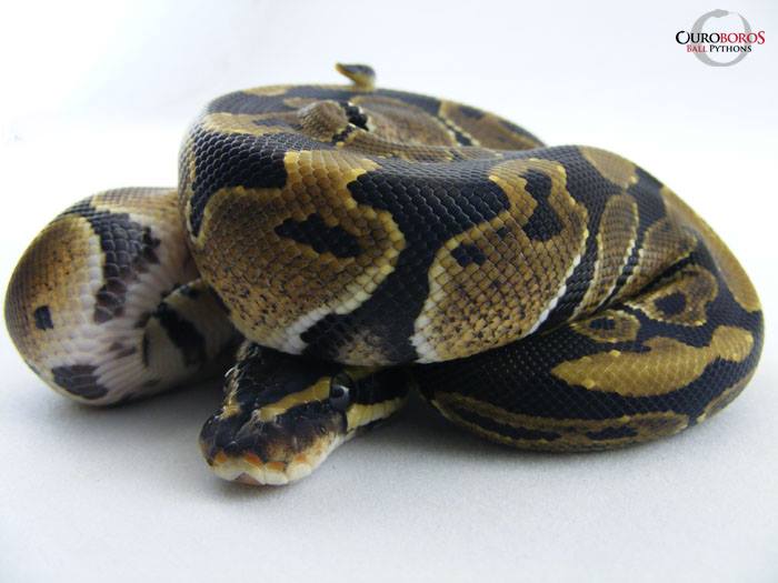 Ouroboros Ball Pythons | London ON
