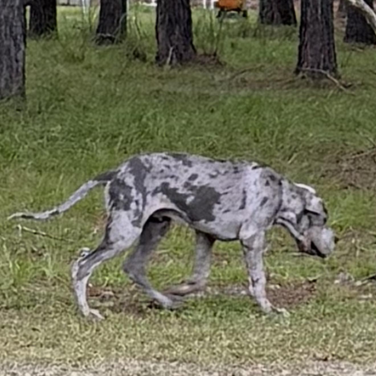 Brutus at 5 months having fun with his brother Hank. | Facebook