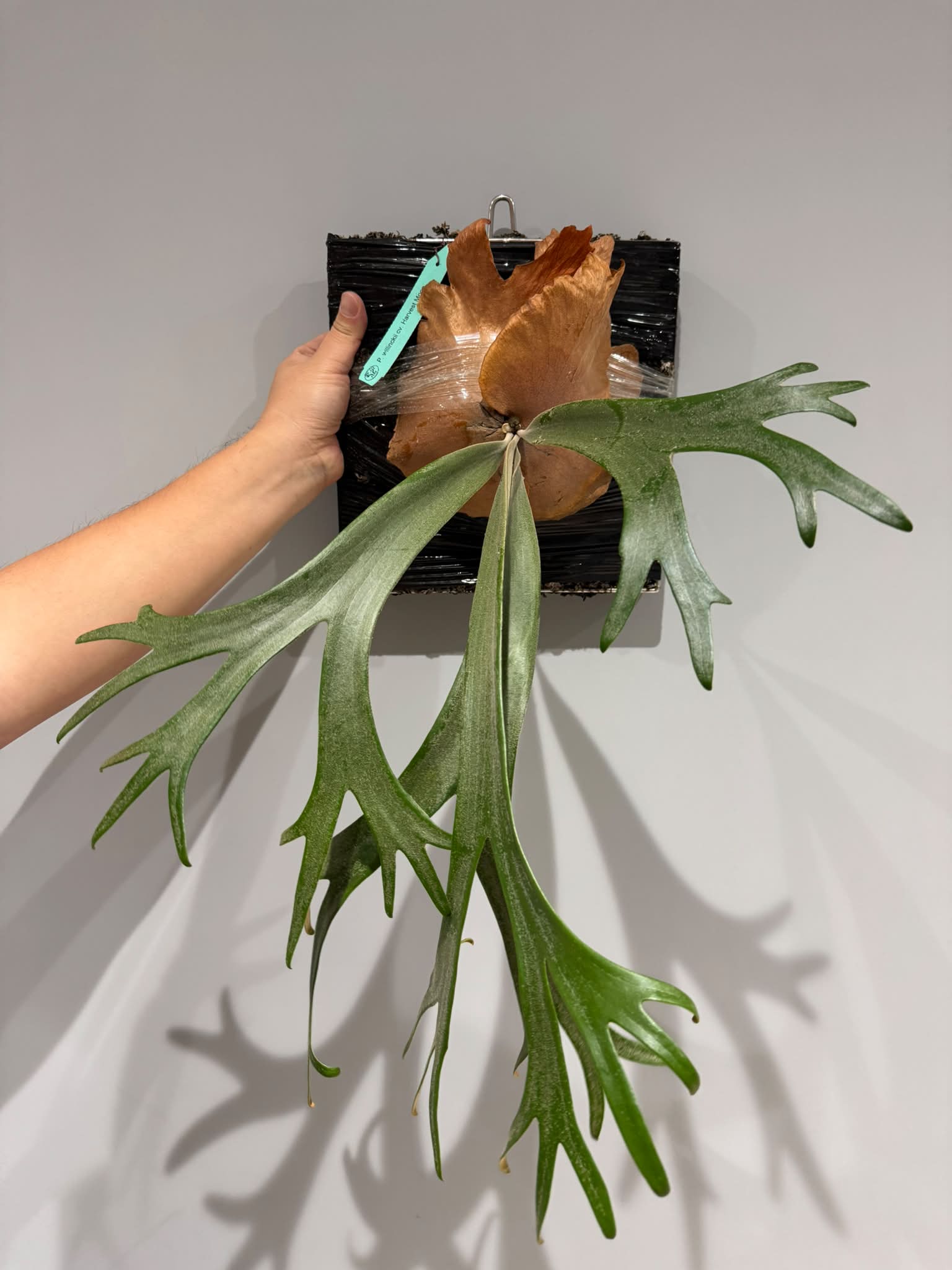 競標｜P. willinckii cv. Harvest Moon 豐收月