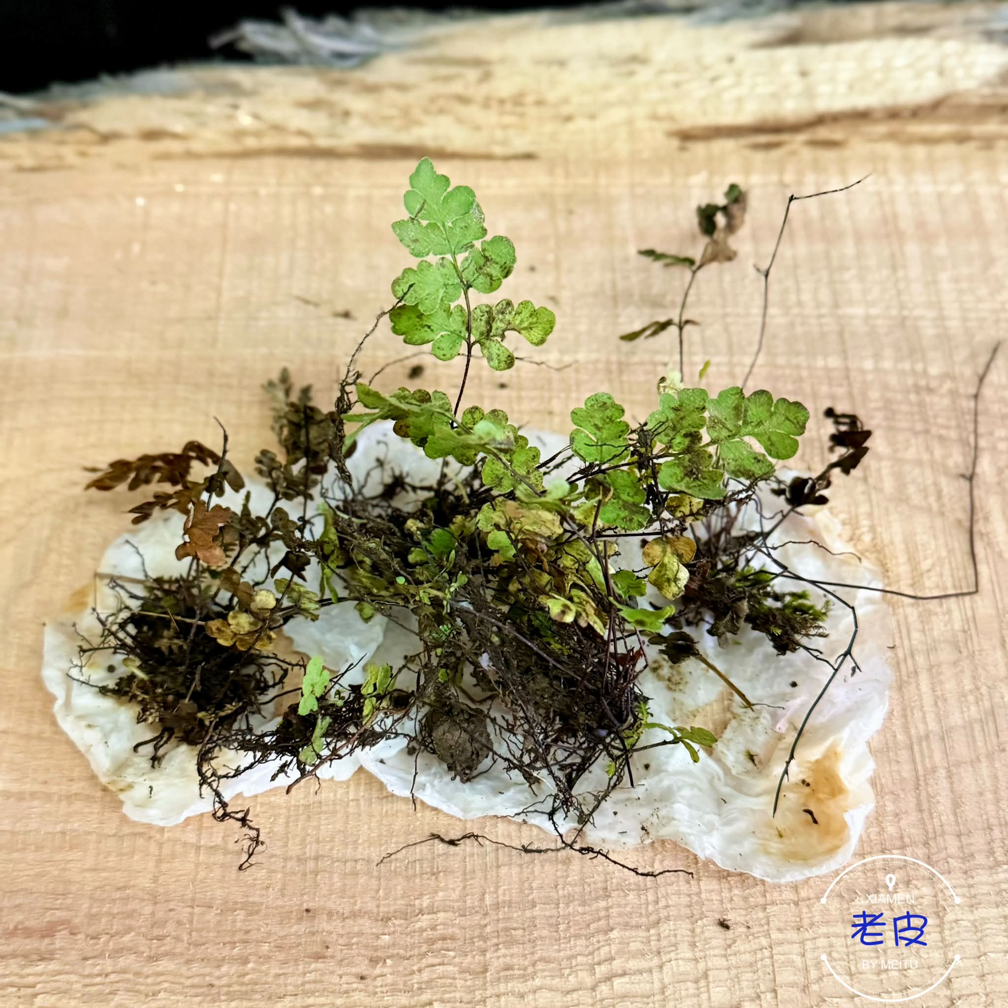 這棵竟然種了四個多月還沒掛掉我好棒😆 #雪花福祿桐