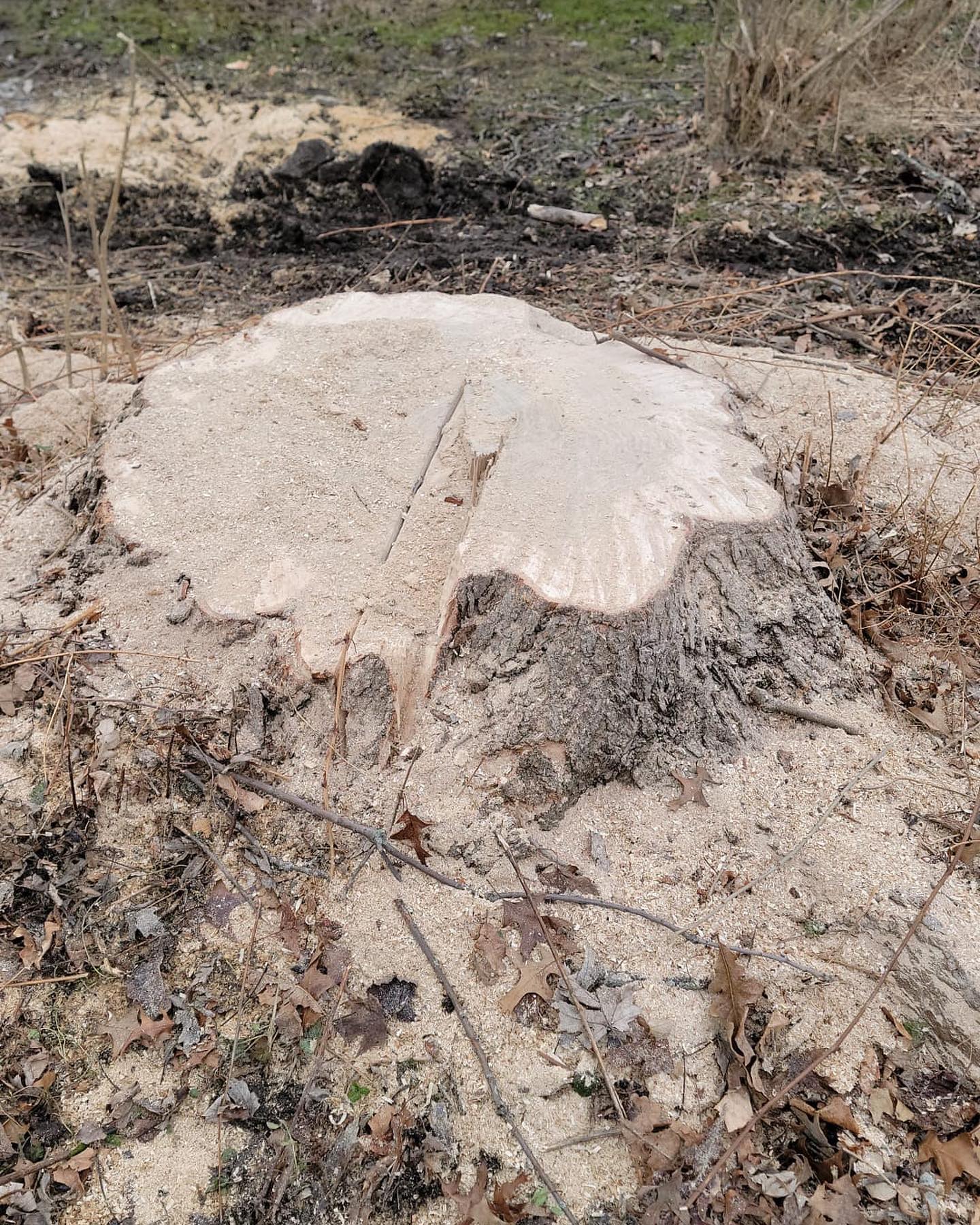 Tree Trim and Removal of WNY LLC | Kenmore NY