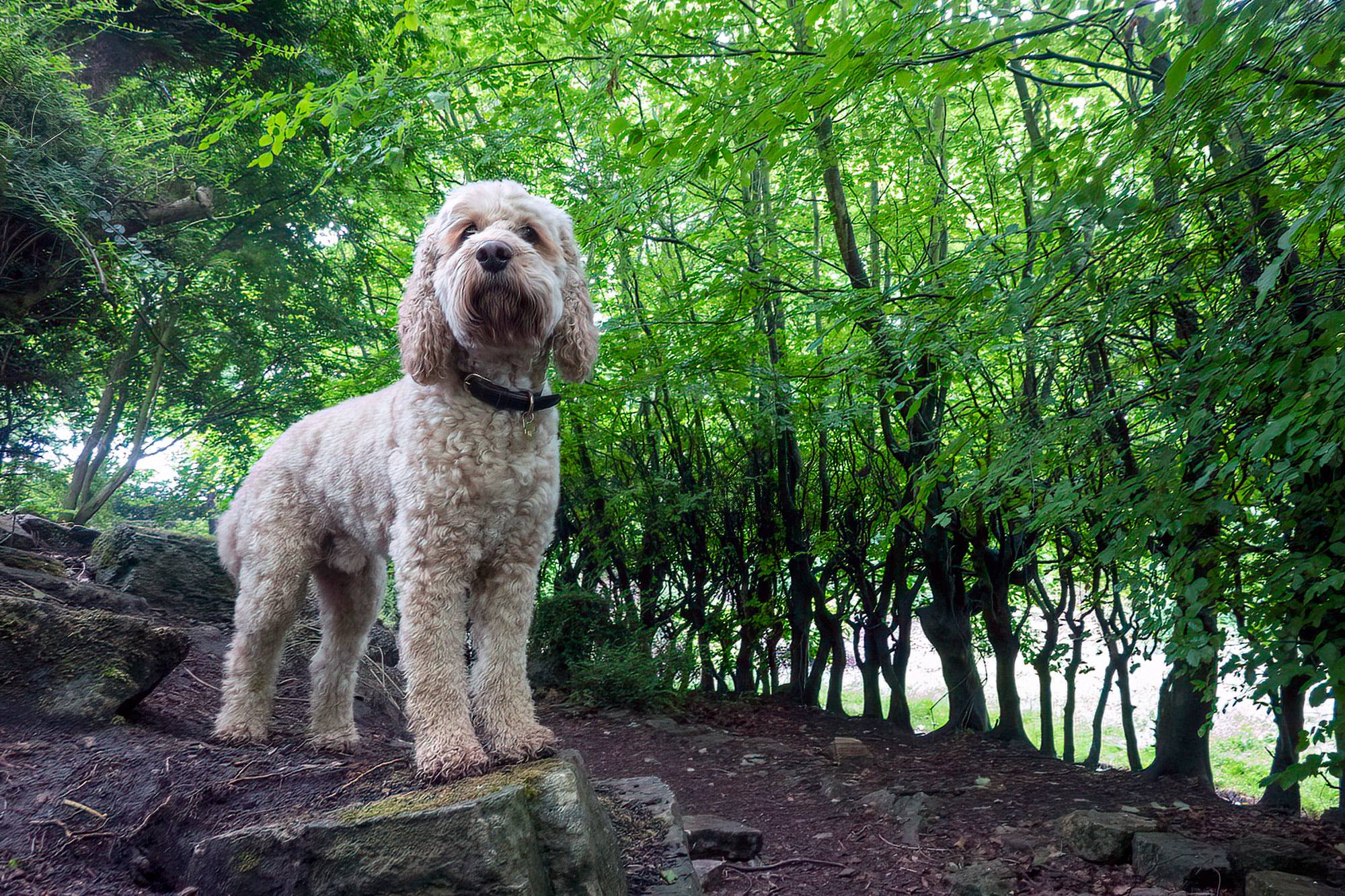 The adventures of Mr Brodie Quite... - Brodie the Cockapoo | Facebook
