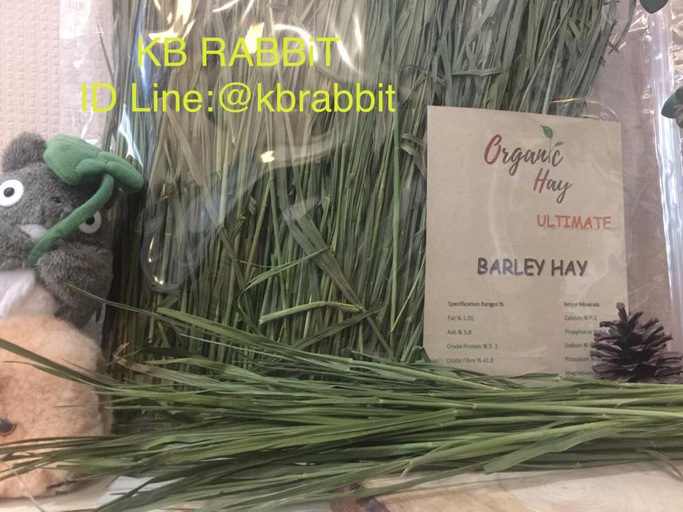 KB Rabbit - New super Hay by KB RABBiT🌈 🌿Ultimate Barley...