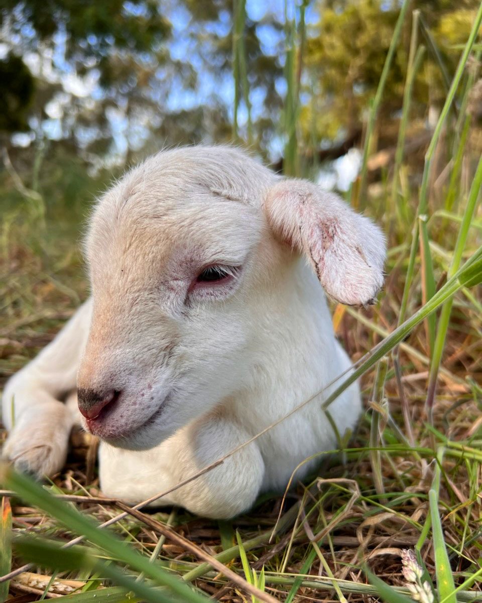 Flaxley Australian White Sheep | Flaxley SA