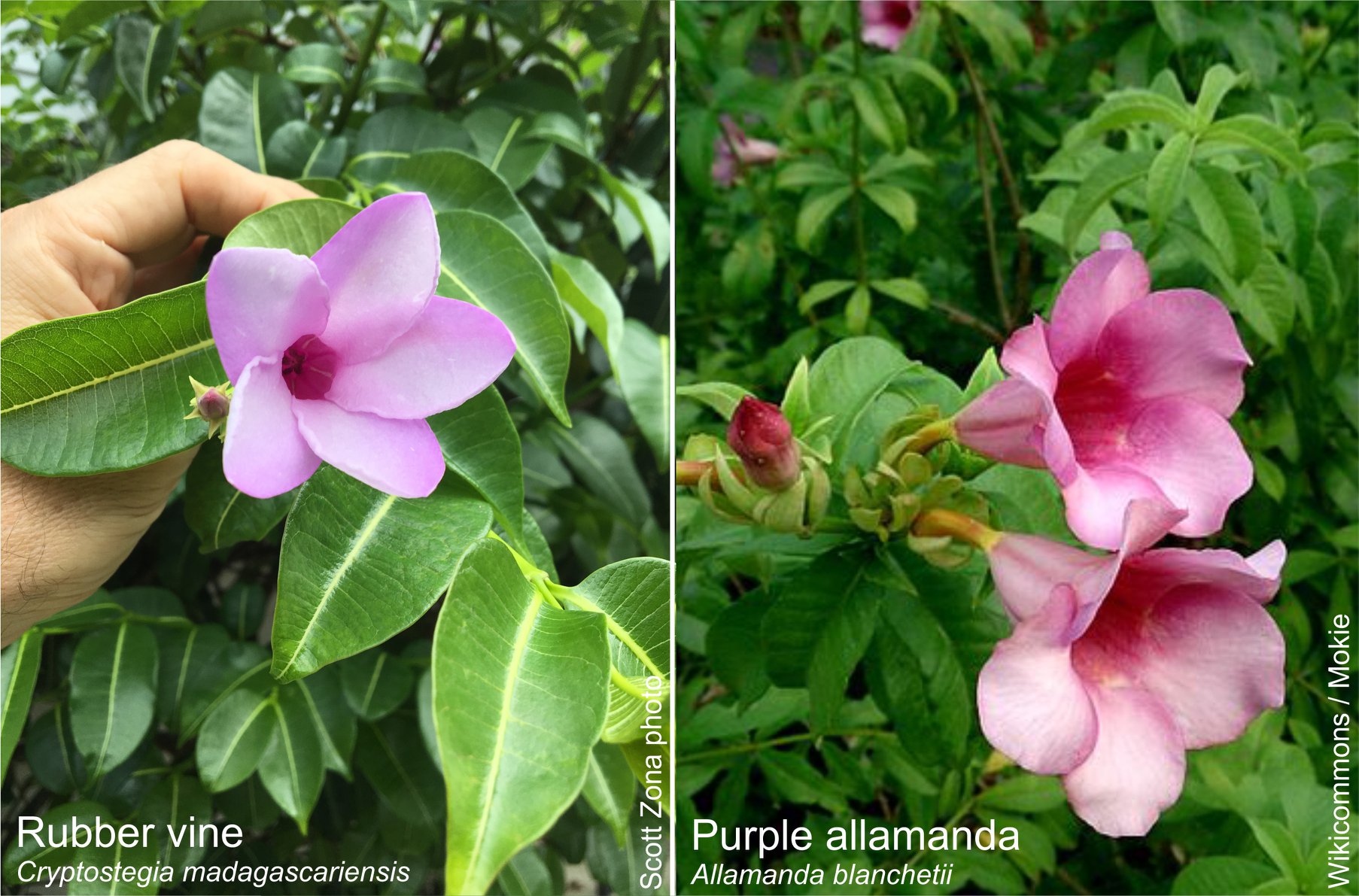 Kauai Invasive Species Committee - KISC - Rubbervine (Cryptostegia ...