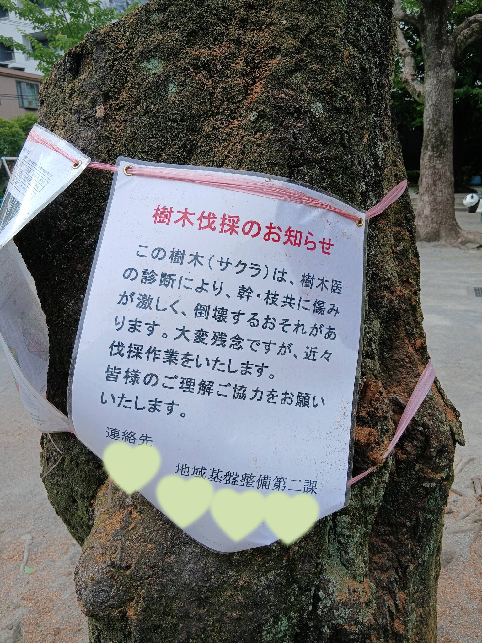 近所の公園の大きな桜の木 3本あるんだけど1本伐採って? 子供達が 