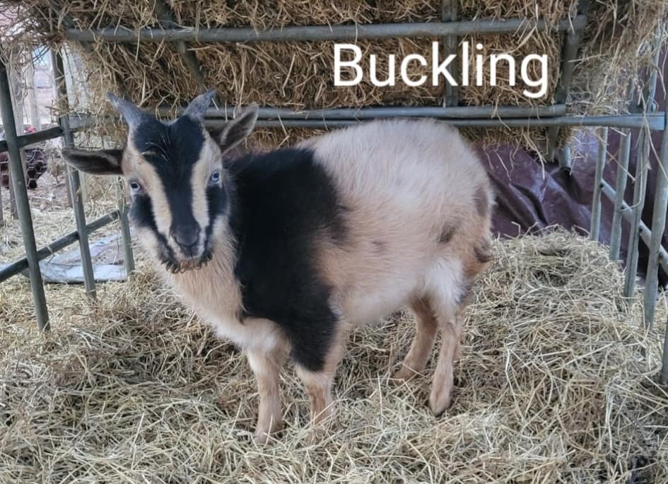 Corbitt Family Farms LLC - We woke up to a surprise litter of Altex ...