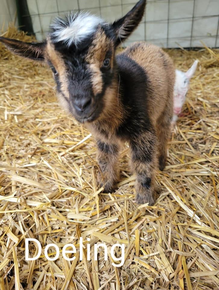Corbitt Family Farms LLC - We woke up to a surprise litter of Altex ...
