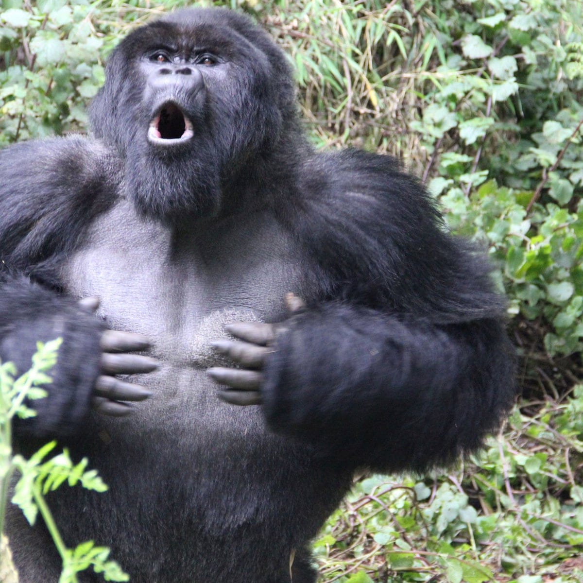 Why gorillas pound their chest to avoid conflict