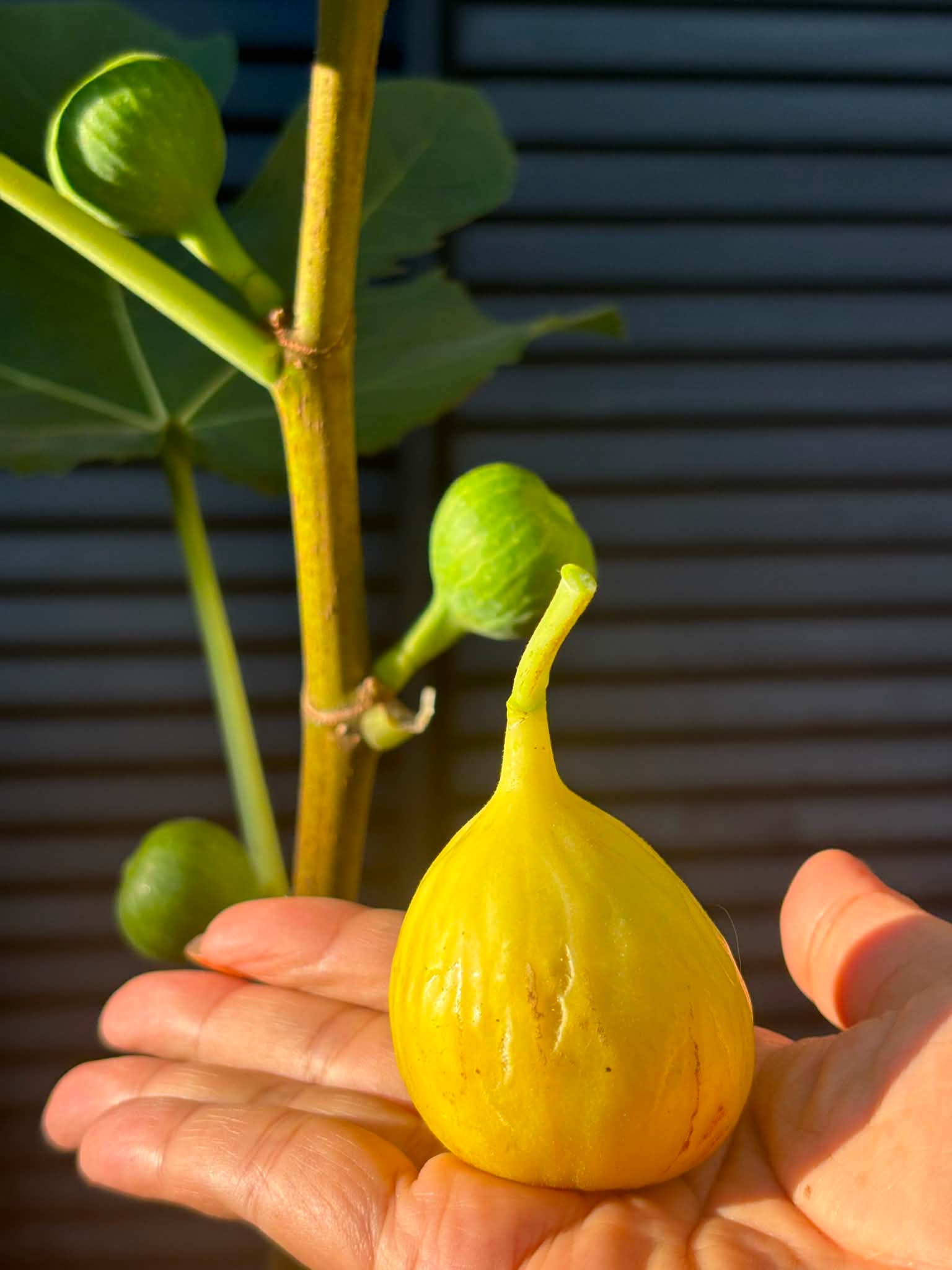 No.25 久留米紅丸 (Kurume Benimaru) 経過観察 皮:赤紫～黒紫 果肉:臍