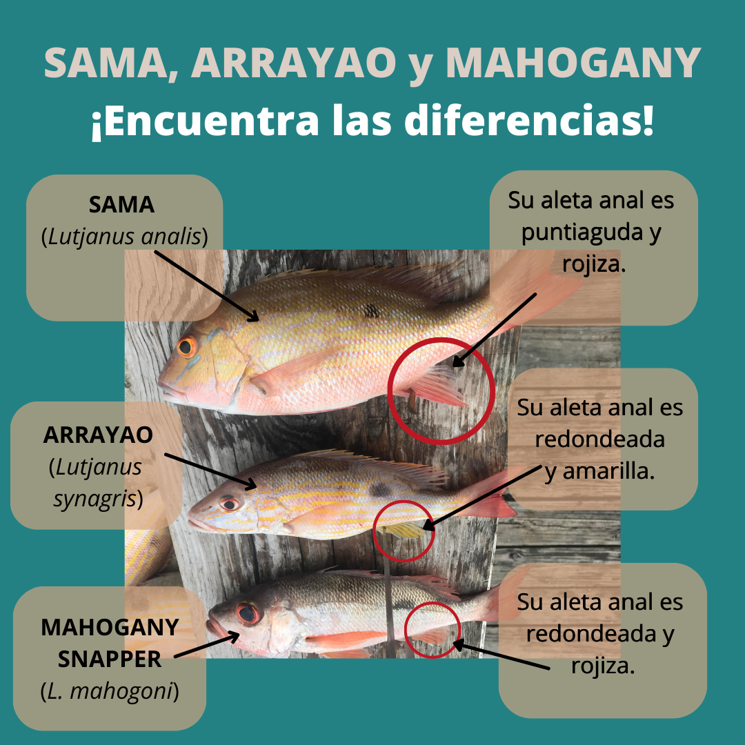 ¿Usas otras... - Caribbean Fishery Management Council