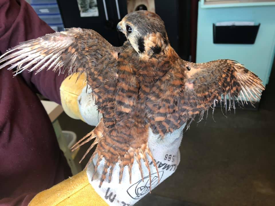 Do any of you... - Raptor Rehabilitation of Kentucky Inc