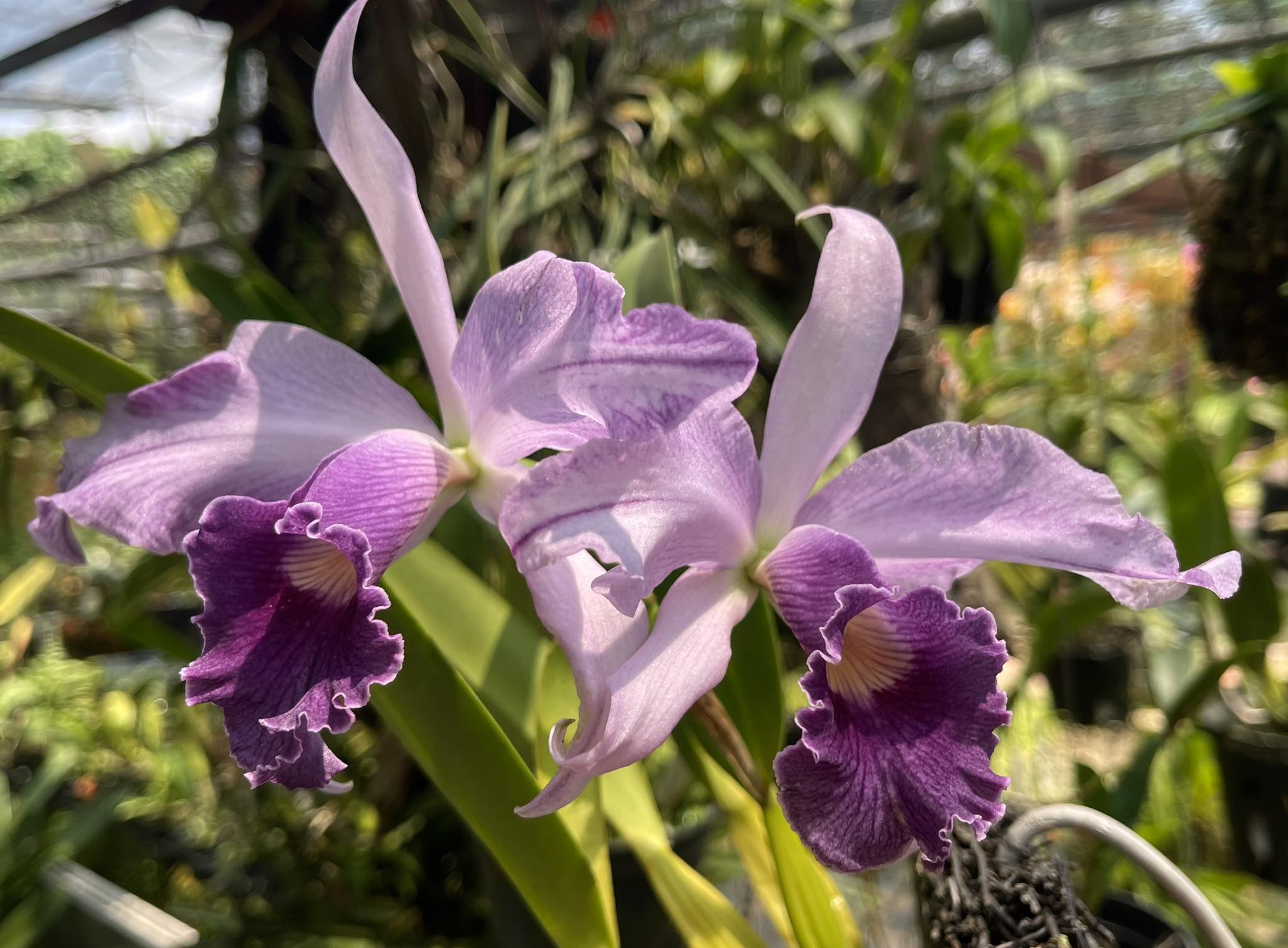 Blue Hawaii orchid, a coerulea form of LC Mini Purple