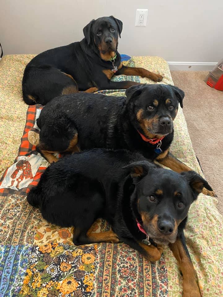 Northern Virginia Rottweiler Lovers