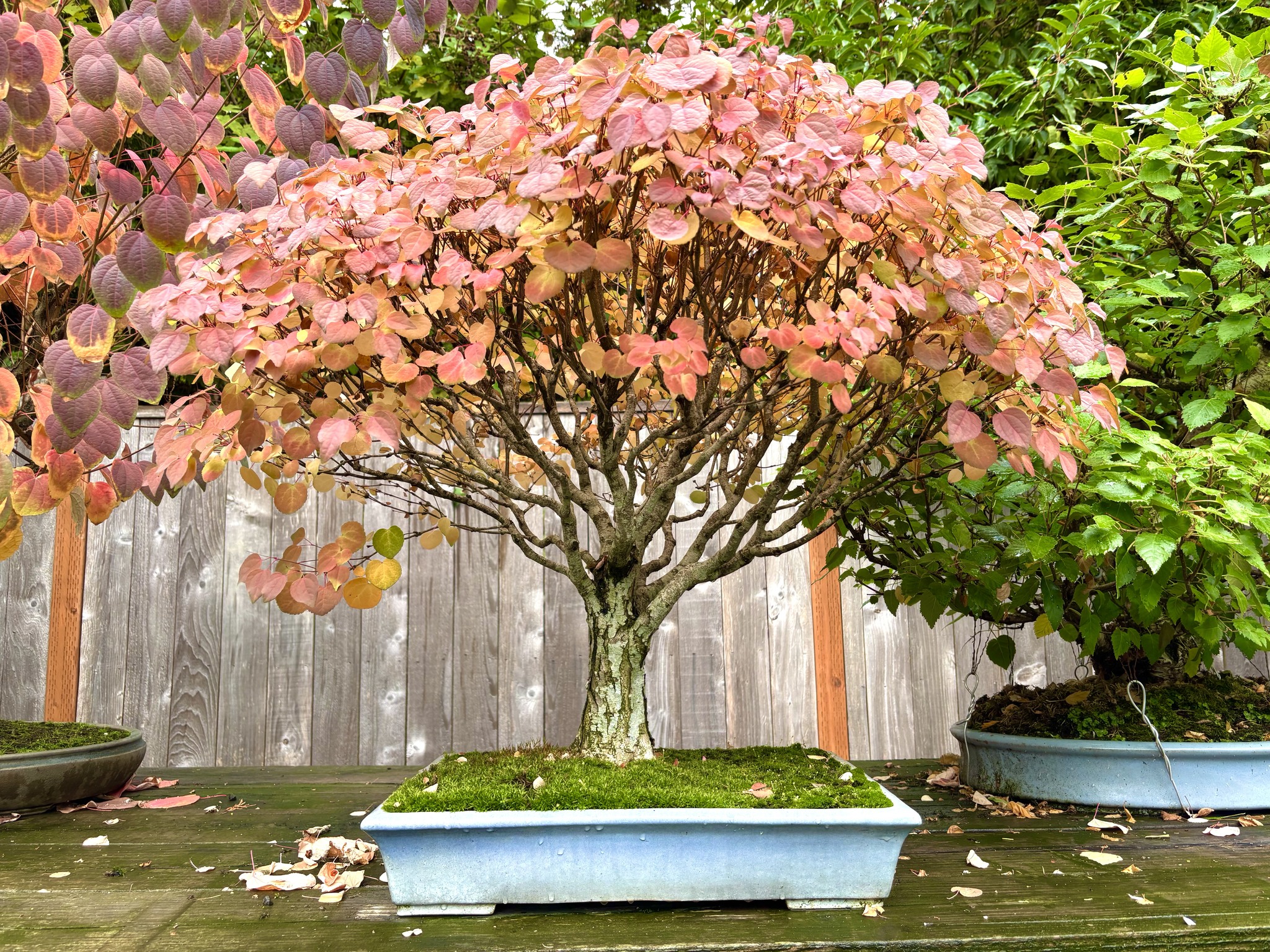 Magnolia liliflora bonsai from 68th Kokufuten exhibition