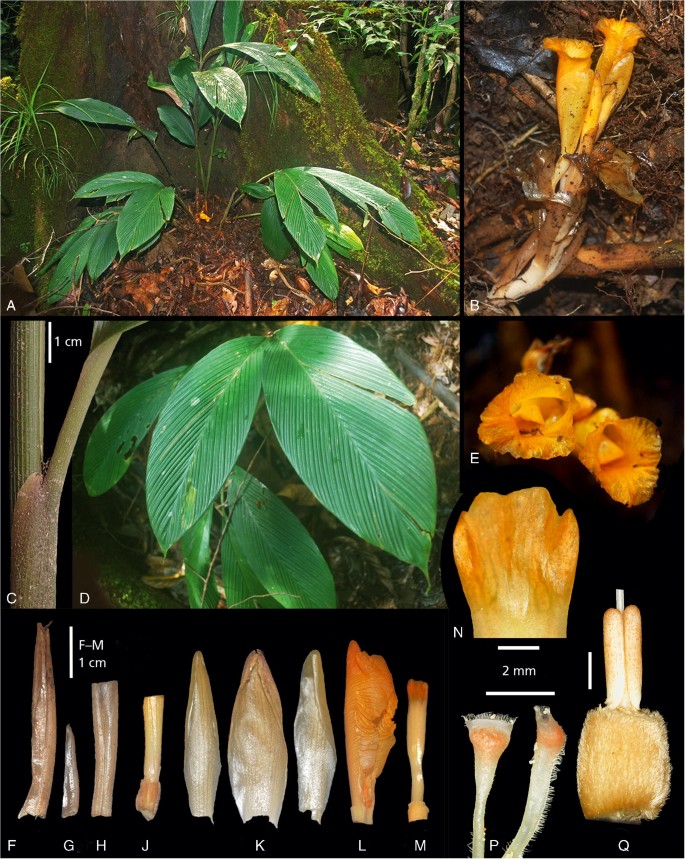 Kew Bulletin - A new species and a new combination of... | Facebook