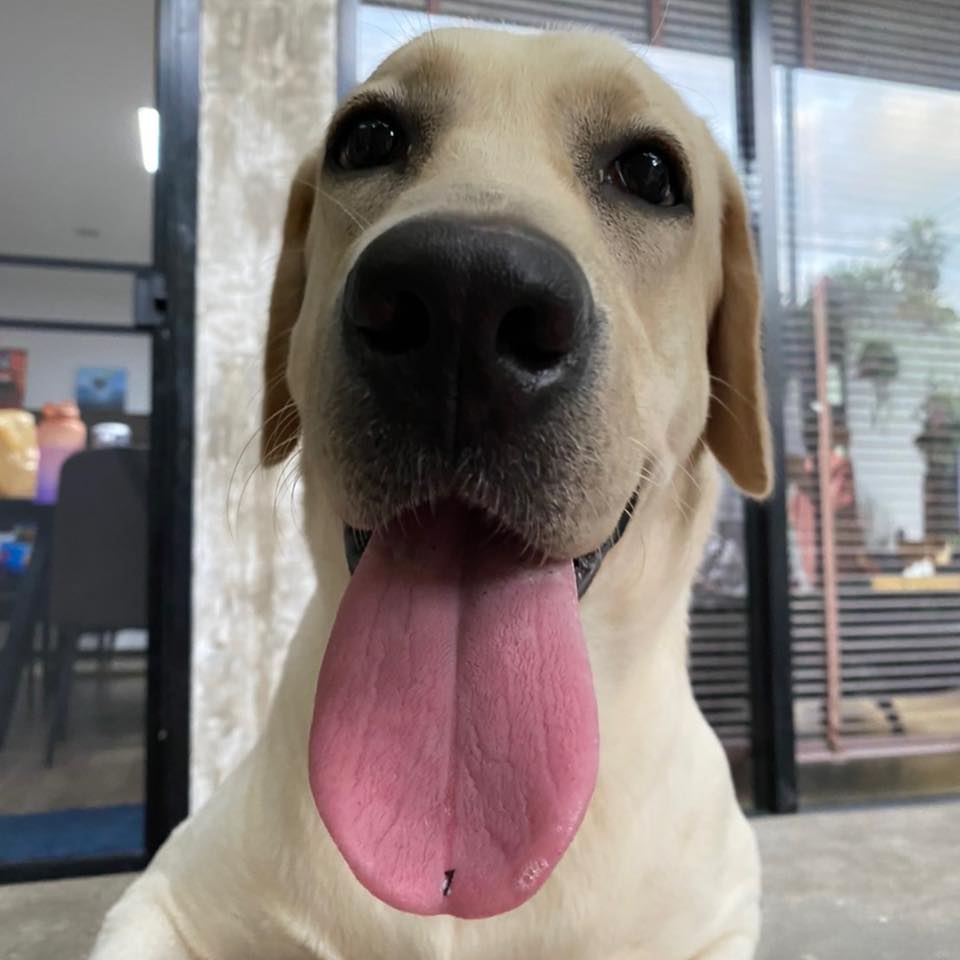 Sprite the Labrador Youtuber