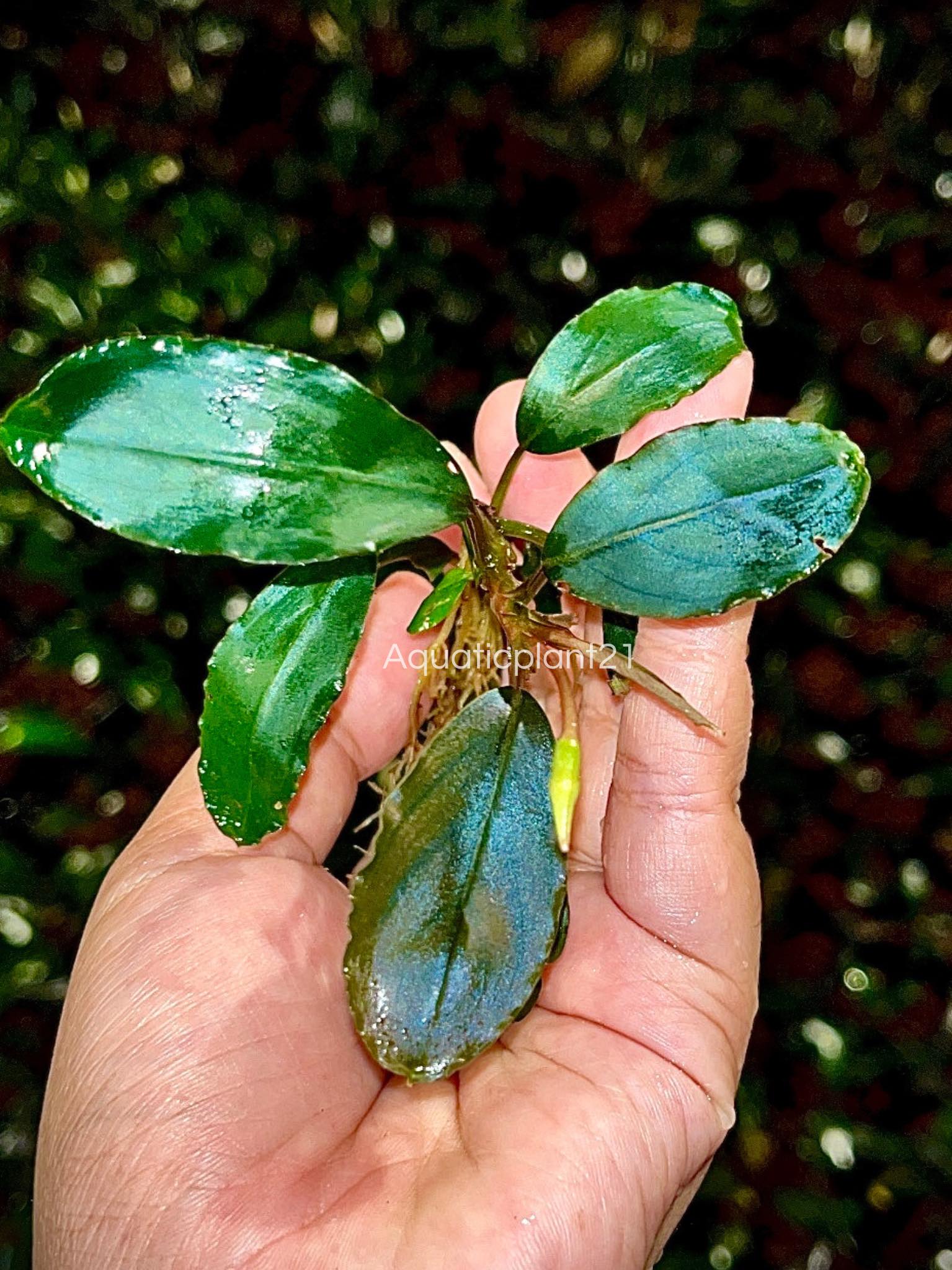 🌱🌿Bucephalandra variegated white🌿🌱