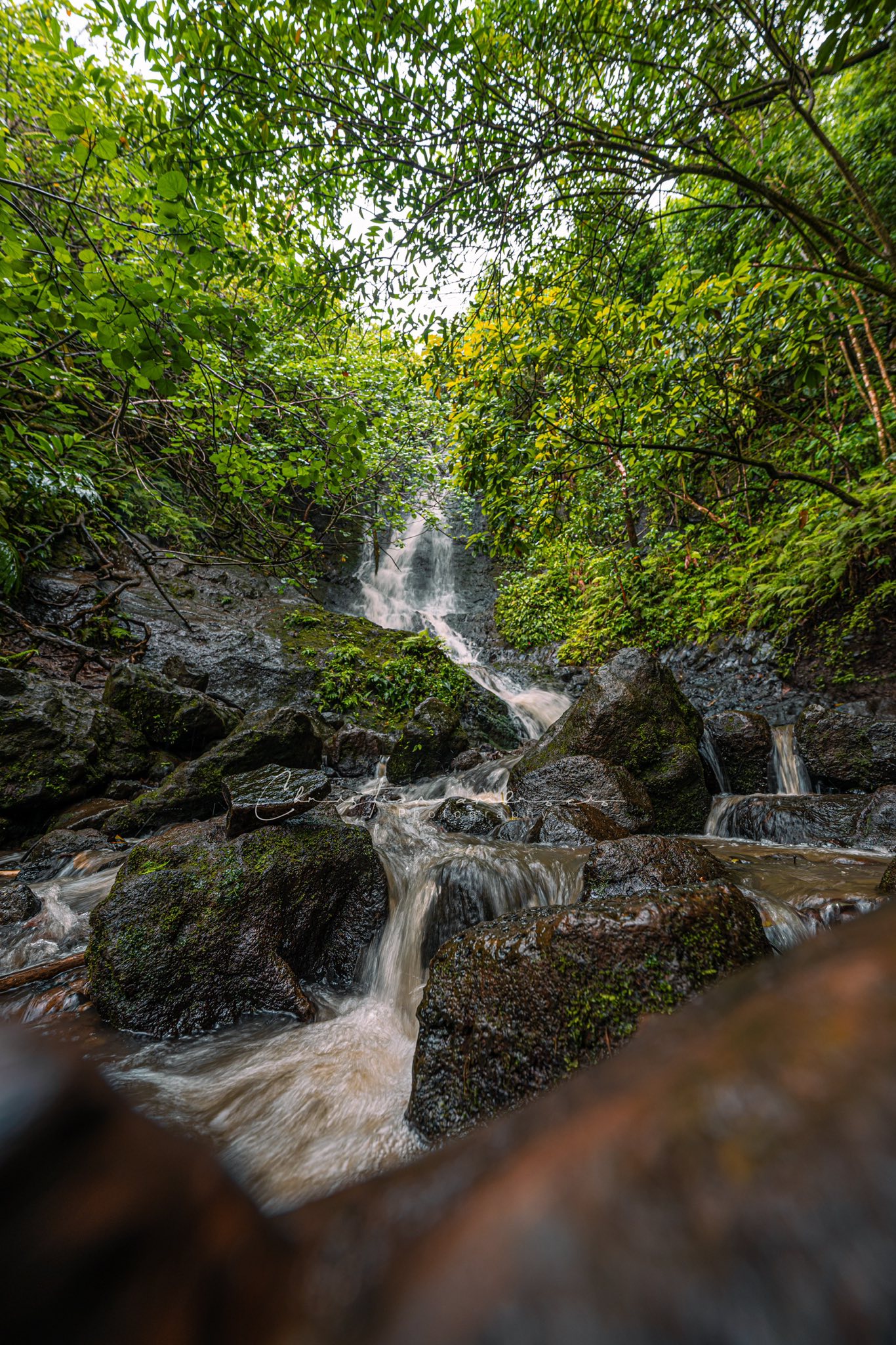 Nikon Z8 14-24mm f2.8 Green Vibes in the tropical Hawai'i