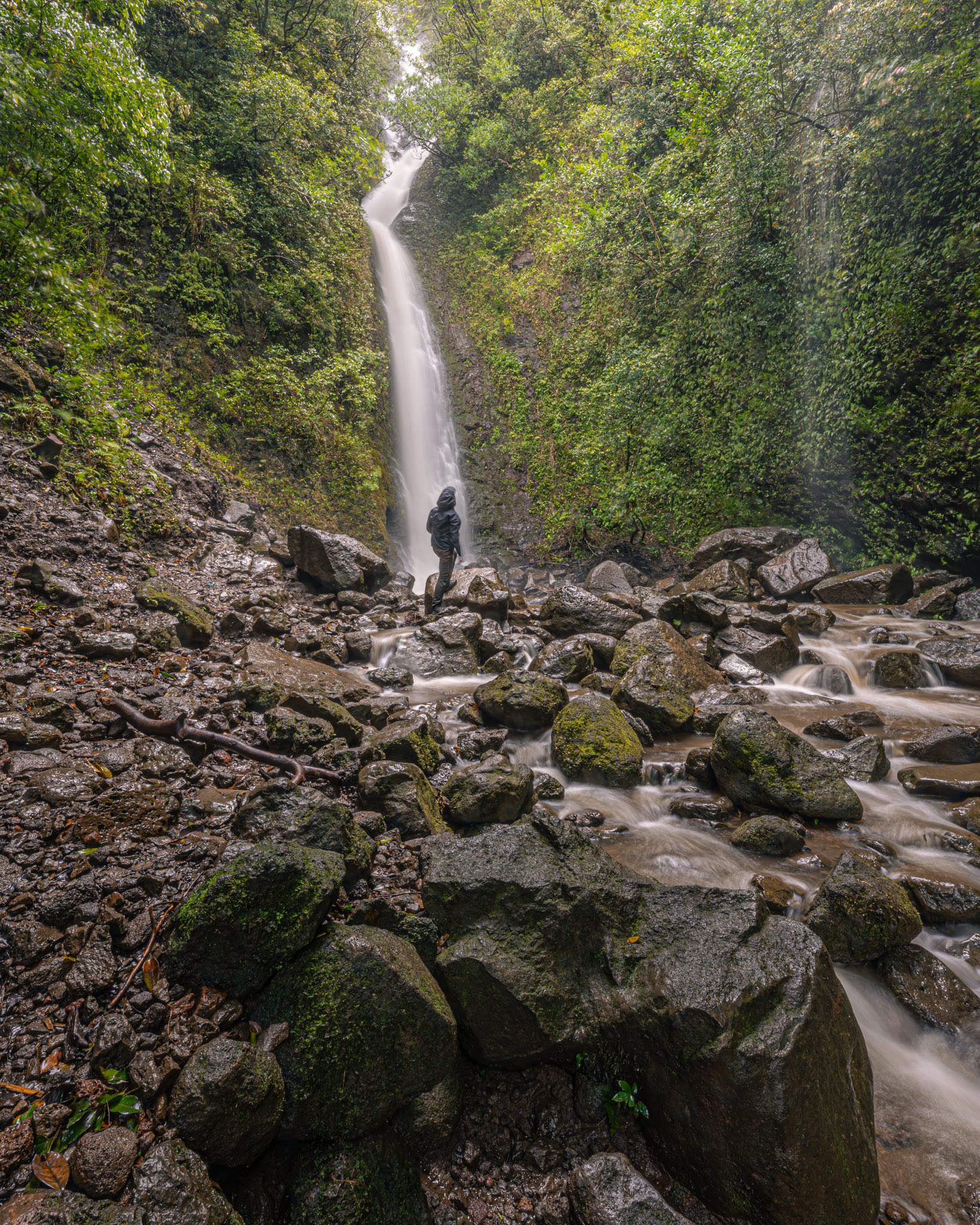 写真・グラフィック guest Nikon Z8 14-24mm f2.8 Green Vibes in the tropical Hawai'i