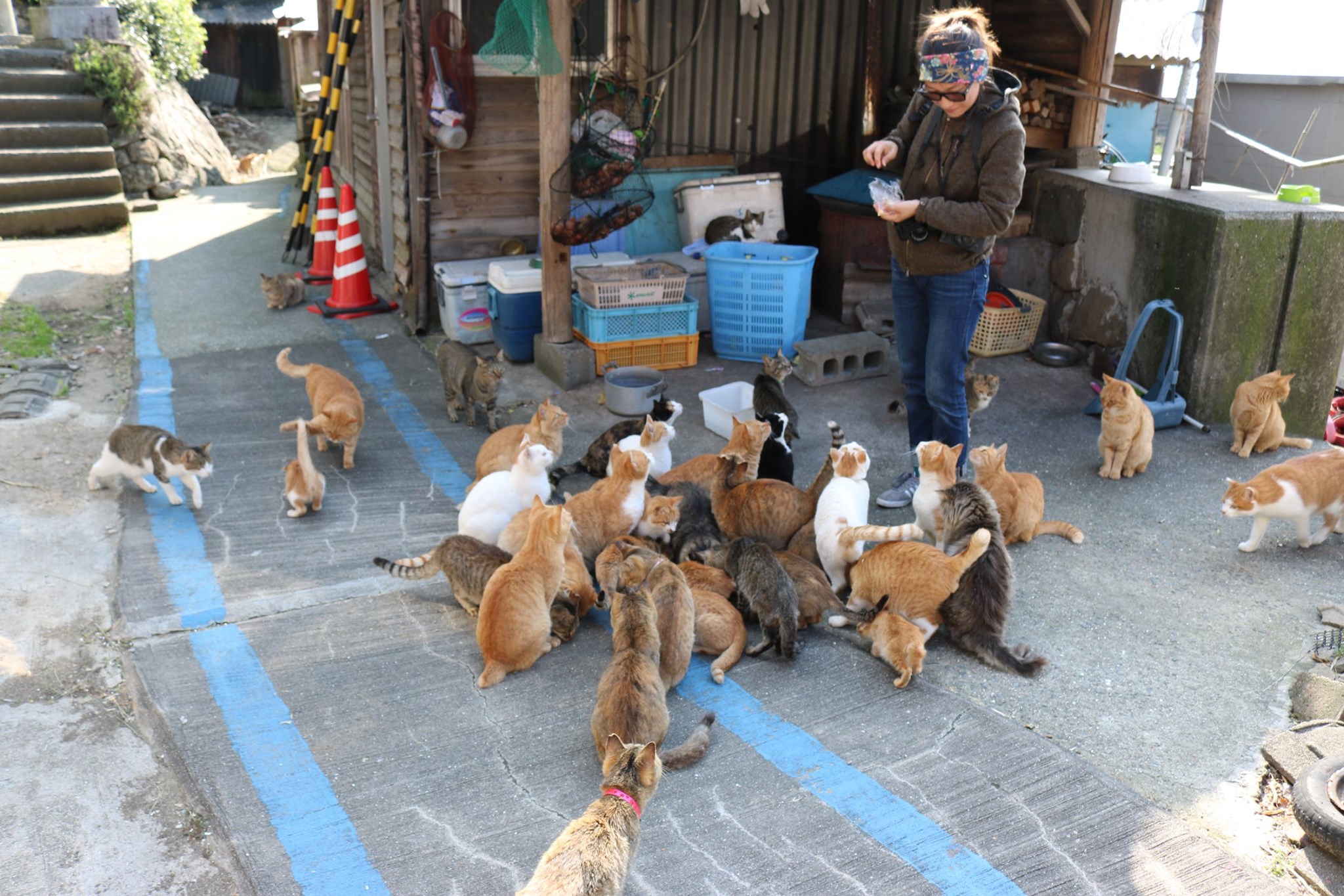 Cat Island Aoshima added a new photo. - Cat Island Aoshima